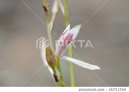 Mayalan Mayalan 16751594