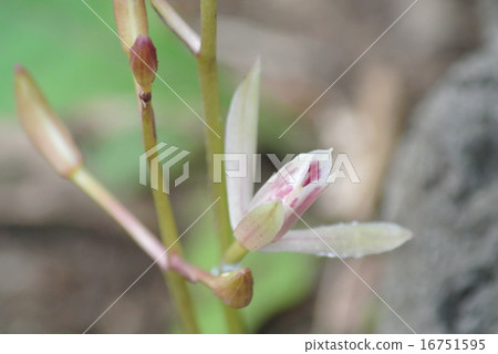 Mayalan Mayalan 16751595