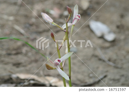 Mayalan Mayalan 16751597