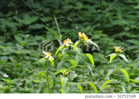 Hypericum ascyron 16751599