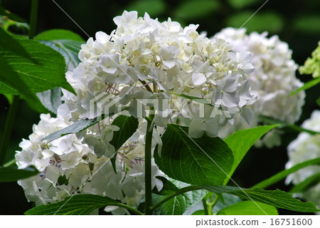 Hydrangea 16751600