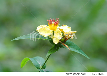 Hypericum ascyron 16751602