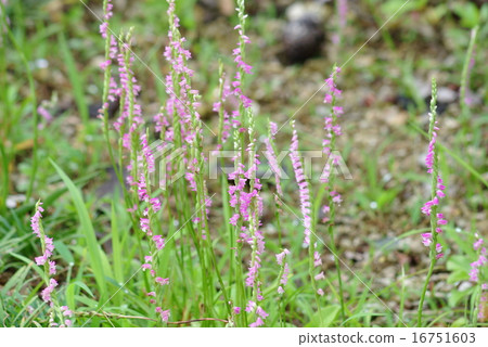 Spiranthes sinensis Spiranthes sinensis 16751603