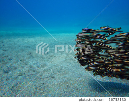 可愛的gongsui球 16752180