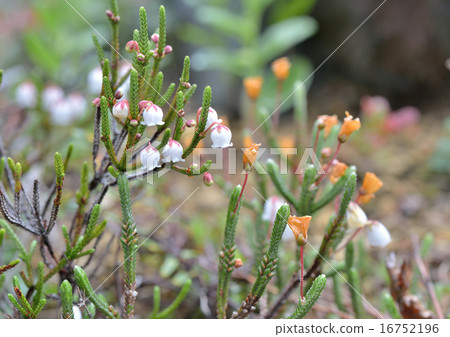 高山的花朵 16752196