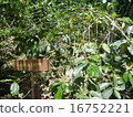 Arabica coffee tree 16752221