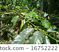 Arabica coffee fruit 16752222