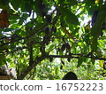 Cacao Fruit 1 16752223