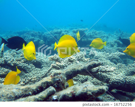 Flock of kirohagi 16752256