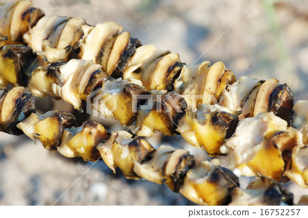 Closeup of seafood barbecue or rapana shish kebab 16752257