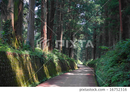 July Nikko Highway / Suginami Tree 01 July Nikko Highway / Suginami Tree 01 16752316