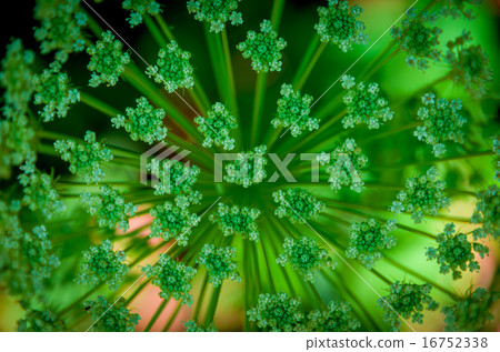 Beautiful cow parsnip Heracleum 16752338