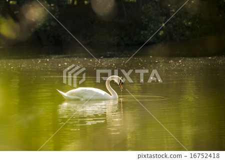 White Swan in a pond White Swan in a pond 16752418