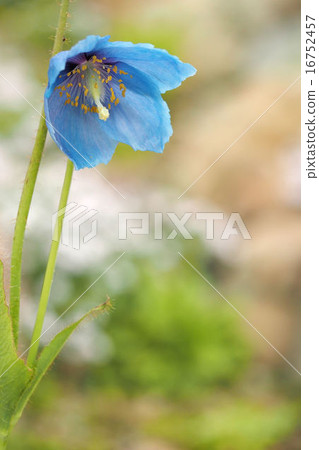藍罌粟 16752457