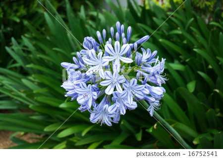 Flowers of Purple Ladybird (Agapanthus) 16752541