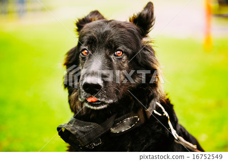 German Shepherd Dog Close Up German Shepherd Dog Close Up 16752549