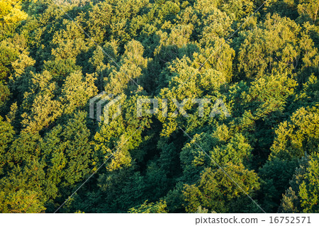 圖庫照片: green summer sunny forest spring background.