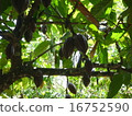 Cacao fruit 2 16752590