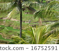 Rice paddy field of Tegalaran Bali and farmer 16752591