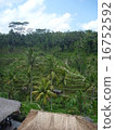 Rice terrace of Tegalaran Bali 16752592