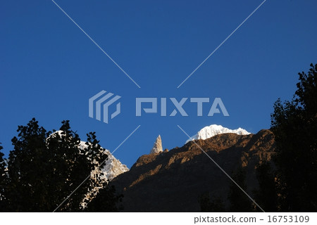 Lady Finger 001 16753109