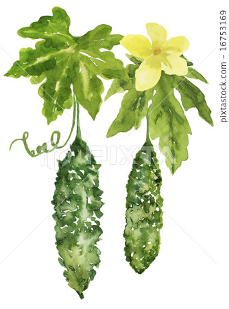 Fruit and flower of goya Fruit and flower of goya 16753169