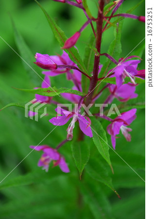 Yanagiran Yanagi Yanagiran Yanagi 16753251