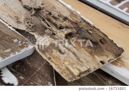 termite damage rotten wood eat nest destroy termite damage rotten wood eat nest destroy 16753881