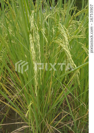 rice field tree plant green farmer grow farm  16753907
