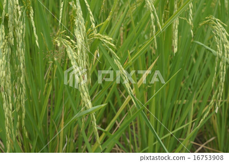 rice field tree plant green farmer grow farm 16753908