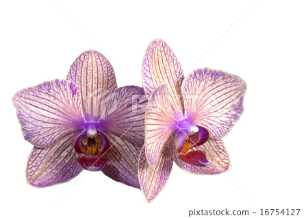 Purple streaked orchid flower Purple streaked orchid flower 16754127