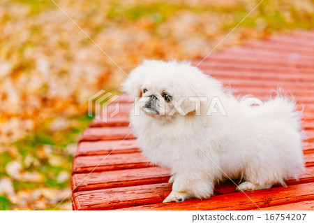 White Pekingese Pekinese Peke Whelp Puppy Dog Sitting On Wooden White Pekingese Pekinese Peke Whelp Puppy Dog Sitting On Wooden 16754207