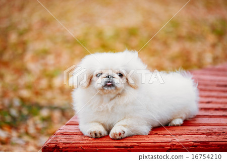 White Pekingese Pekinese Peke Whelp Puppy Dog White Pekingese Pekinese Peke Whelp Puppy Dog 16754210