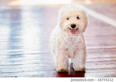 White West Highland White Terrier Westie, Westy Dog 16754212