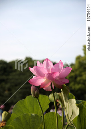 蓮花 16754404