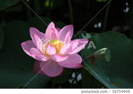 蓮花 蓮花 16754409
