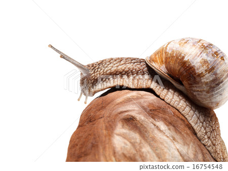 图库照片 snail crawling over rock