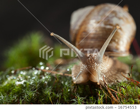 Snail stare in moss Snail stare in moss 16754553
