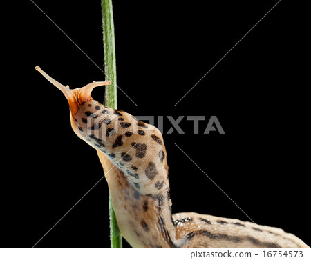 Giant slug twist around stalk 16754573