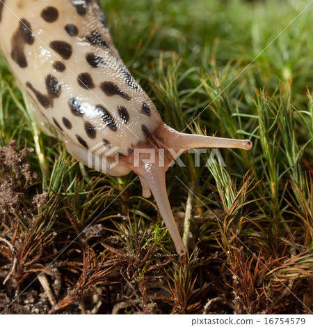 Macro of slug head Macro of slug head 16754579