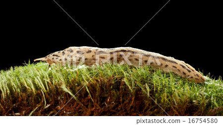 Great Leopard Slug 16754580