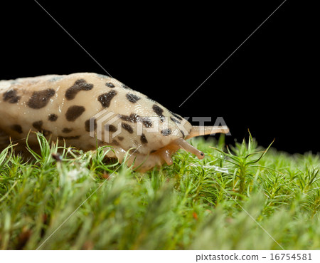 Leopard slug head lateral view 16754581
