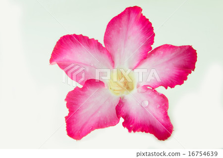 Pink bignonia isolated on white background 16754639