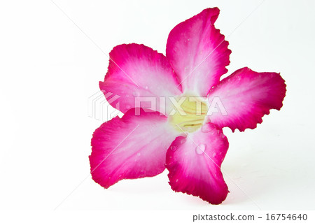bignonia isolated on white background bignonia isolated on white background 16754640