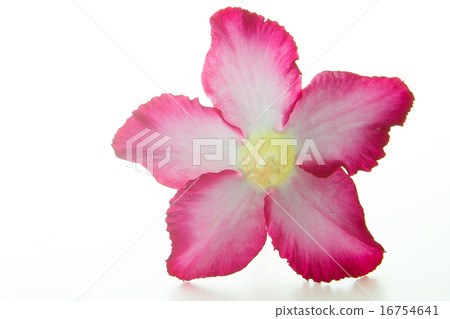 Desert rose Desert rose 16754641