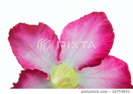 Pink bignonia isolated on white background Pink bignonia isolated on white background 16754642