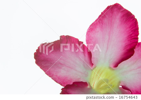 Pink bignonia isolated on white background Pink bignonia isolated on white background 16754643