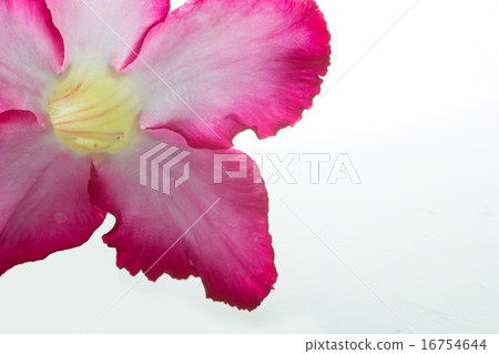 Pink bignonia isolated on white background Pink bignonia isolated on white background 16754644