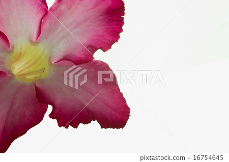 Pink bignonia isolated on white background Pink bignonia isolated on white background 16754645