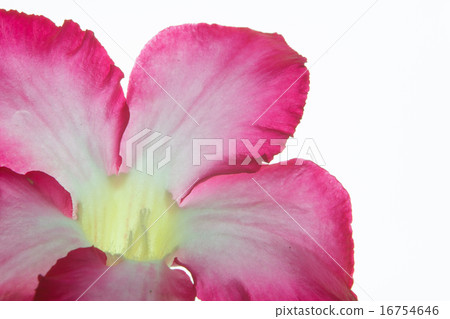 Pink bignonia isolated on white background Pink bignonia isolated on white background 16754646
